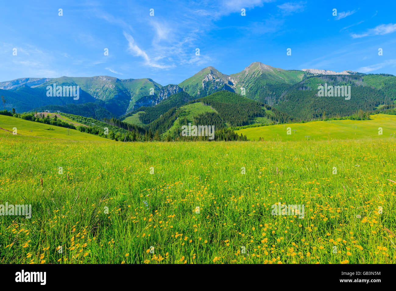 Gelbe Blumen auf der grünen Wiese im Sommerlandschaft der hohen Tatra, Slowakei Stockfoto