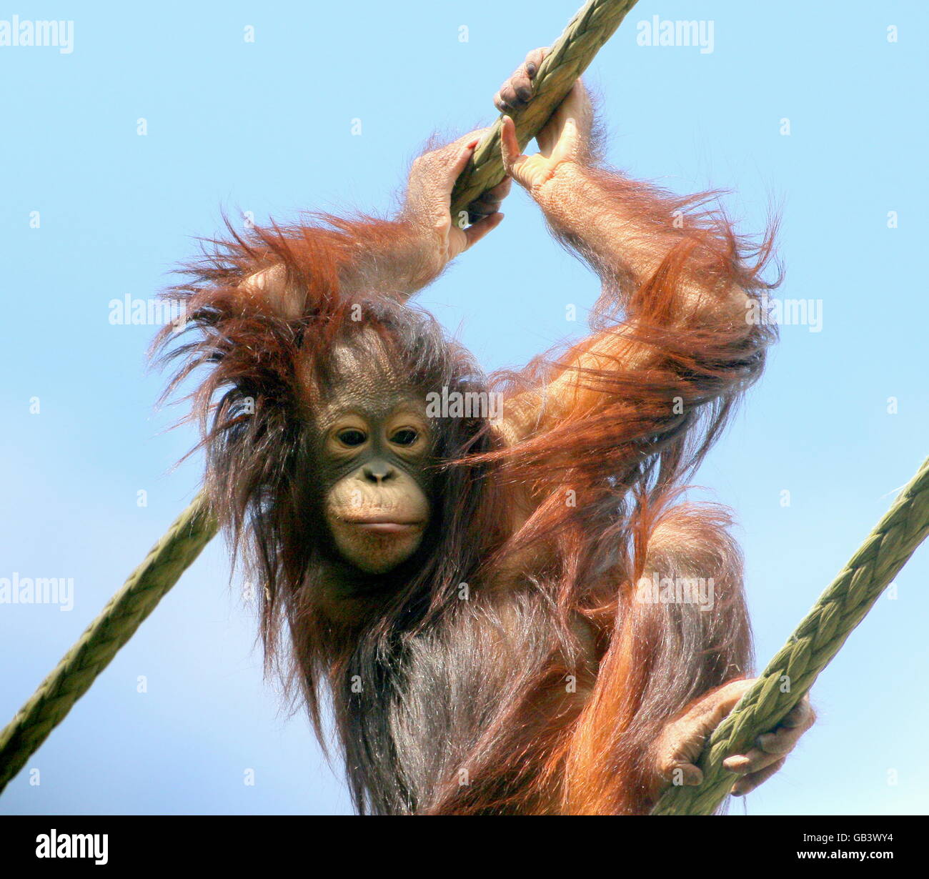 Juvenile Bornean Orang-Utans (Pongo Pygmaeus) hoch oben hängen an einem Seil nach unten Stockfoto