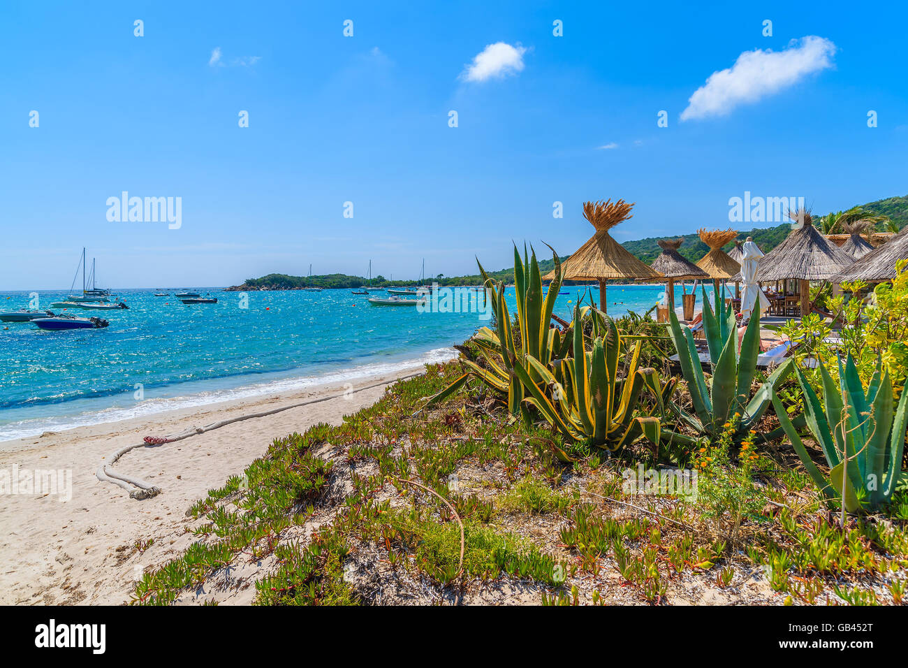 Tropischen Agaven am schönen Strand in Saint-Cyprien Küstenstadt, Korsika, Frankreich Stockfoto