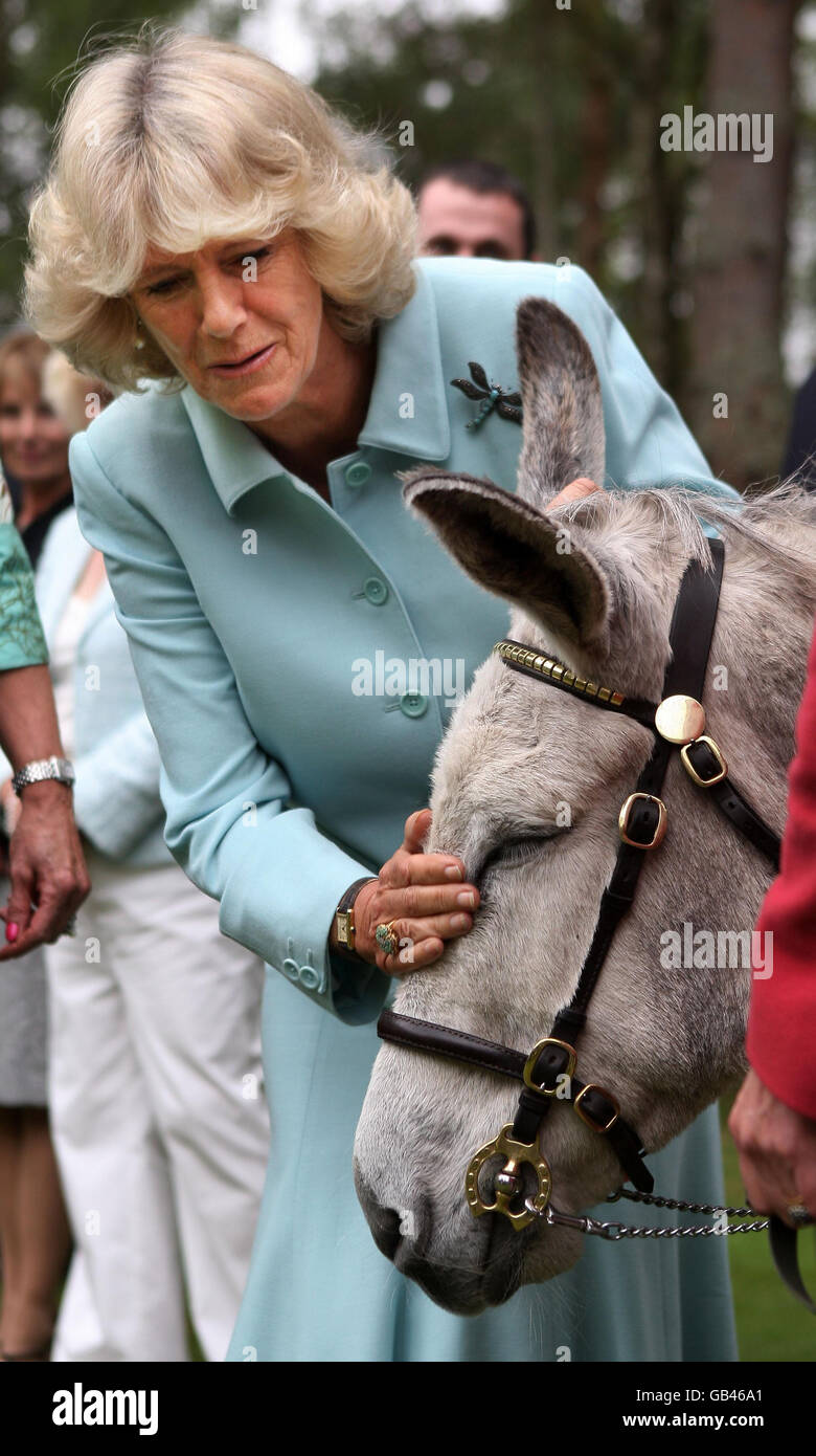Die Herzogin von Cornwall besucht eine Gartenparty zugunsten des Brooke Hospital for Animals in Aberdeenshire in Aboyne, wo sie eingeladen wurde, Gewinnertickets von den Packtaschen von 'Porridge', dem Esel, zu ziehen. Stockfoto