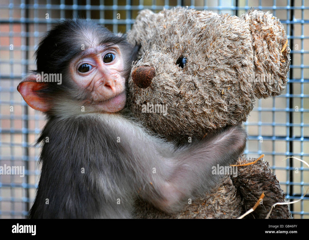 Conchita, ein sieben Monate alter Mangabey-Affenbaby im Londoner Zoo. Der Affe wurde von Hand mit Hilfe eines Teddybären aufgezogen, der als Ersatz für seine Mutter fungiert, die nach einem Kaiserschnitt nicht mit ihrer Tochter in Verbindung gebracht werden konnte. Stockfoto