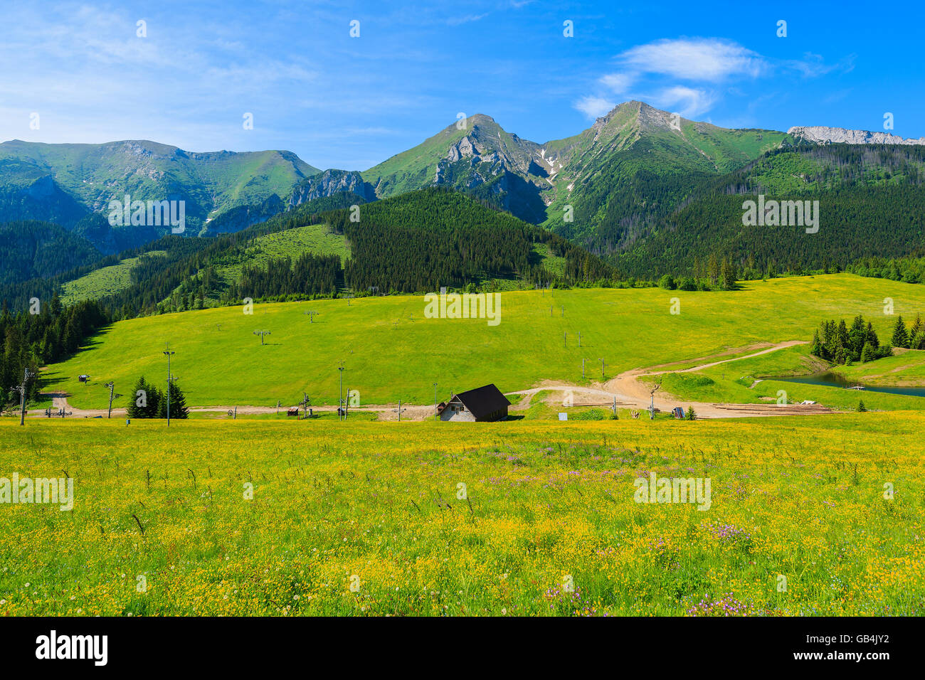 Blick auf Berge und grüne Wiesen mit gelben Blüten im Sommerlandschaft der hohen Tatra, Slowakei Stockfoto