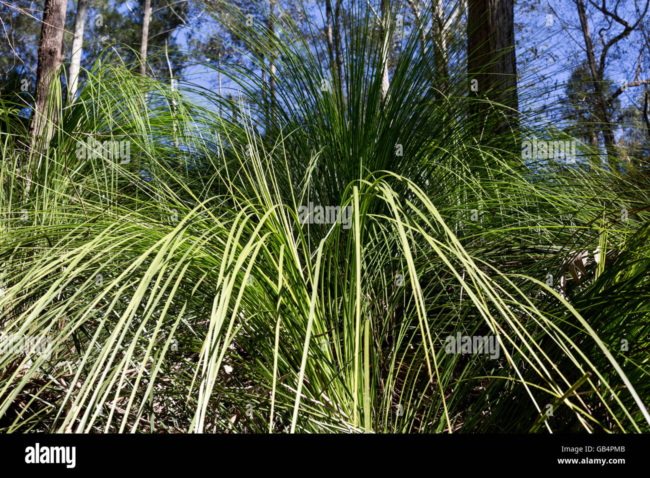Der Wald Grasbaum (Xanthorrhoea Johnsonii), eine spektakuläre Caudiciform-Pflanze ist ein Australian native Rasen Stockfoto