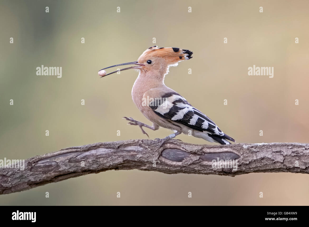 Wiedehopf (Upupa Epops) auf Ast mit Eidechse Ei im Schnabel, Sachsen-Anhalt, Deutschland Stockfoto