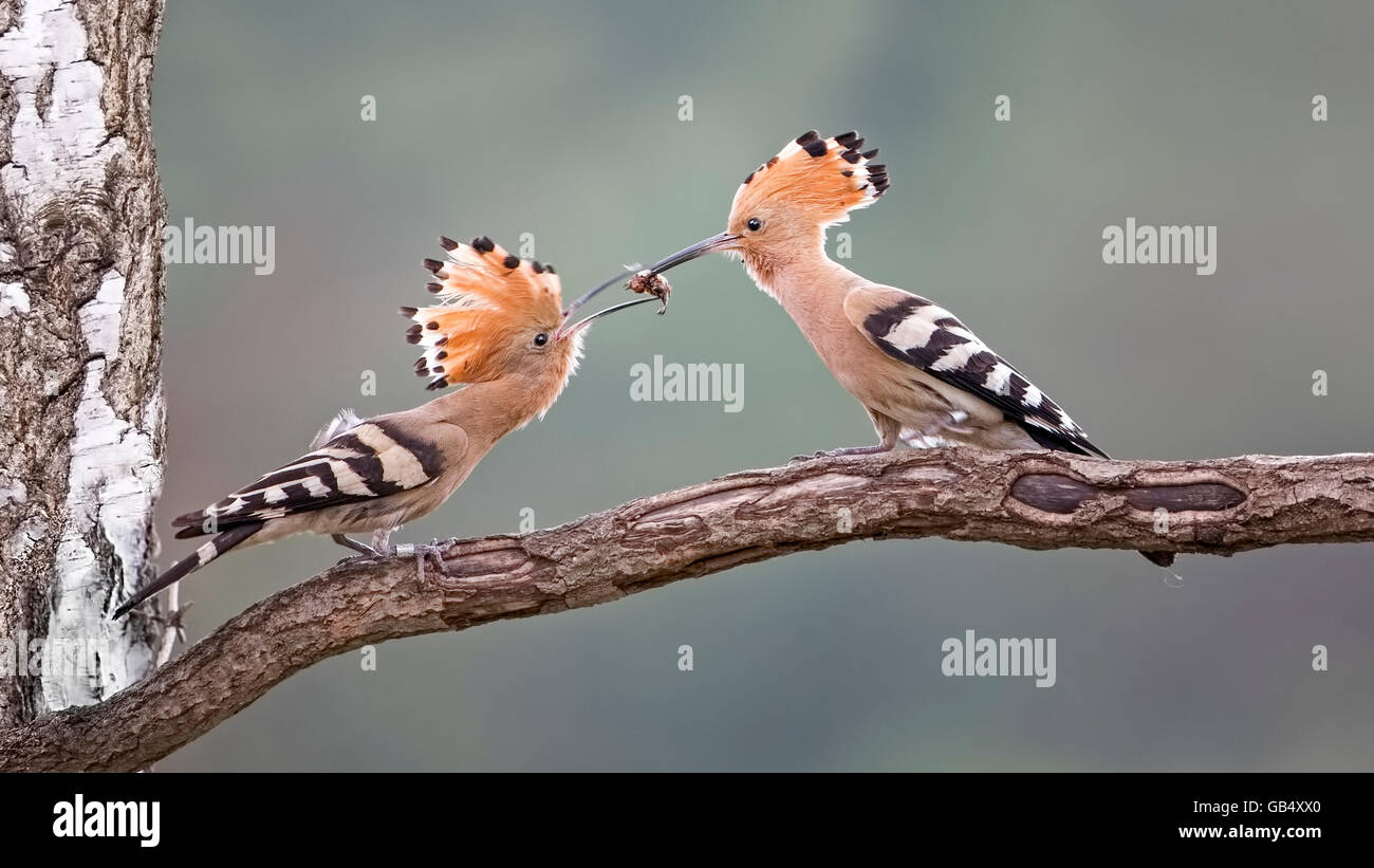 Wiedehopf (Upupa Epops), paar auf Zweig, Balz Fütterung, Sachsen-Anhalt, Deutschland Stockfoto