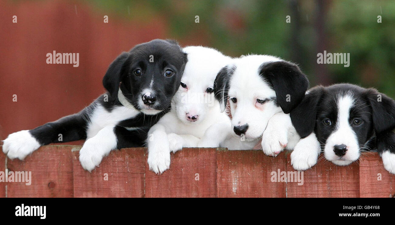 4 Terrier Cross Welpen, die derzeit im Dog's Trust Merseyside Rehoming Center auf neue Familien warten. Stockfoto