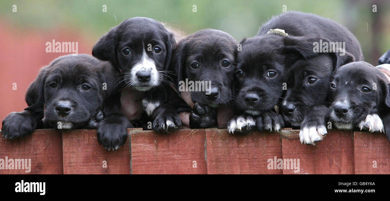 6 Terrier Cross Welpen derzeit im Dog's Trust Merseyside Rehoming Center warten auf neue Familien. Stockfoto