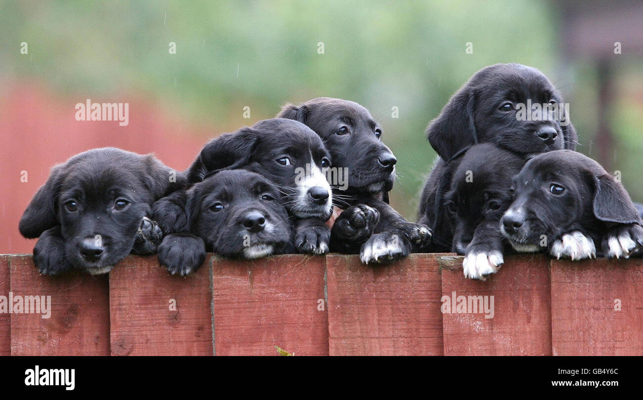 Sieben der 28 Welpen, die derzeit im Dog's Trust Merseyside Rehoming Center auf neue Familien warten. Stockfoto