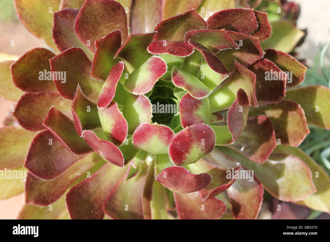 Eine rote und grüne, Dicke, fleischige Blume am Morton Arboretum in Lisle, Illinois, USA Stockfoto