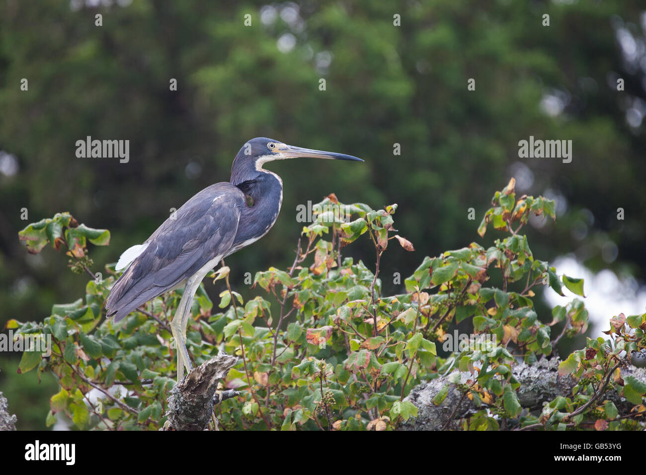 Eine dreifarbige Reiher thront in einem Baum auf Shackleford Banks Island, NC. Stockfoto