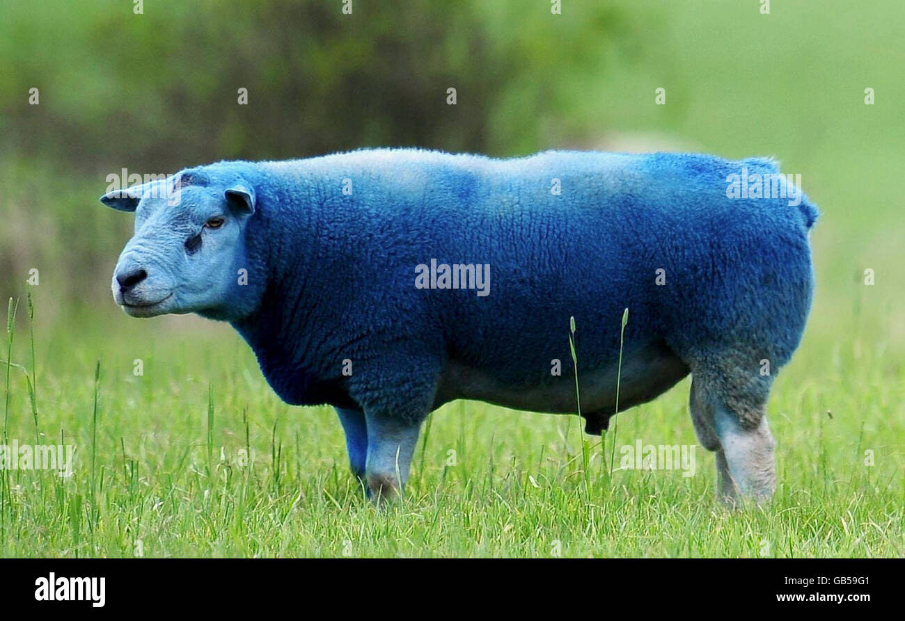 Schafe mit blauem Farbstoff in Newcastle markiert. Eine allgemeine Ansicht von Schafen auf einem Bauernhof in der Nähe der A19 in Newcastle, die mit blauem Farbstoff markiert wurden. Stockfoto