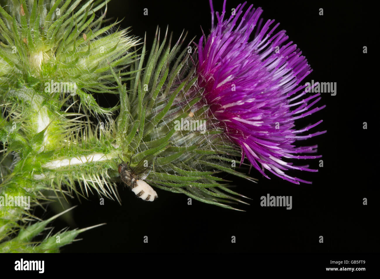 Gemeinsamen fliegen, möglicherweise Sarcophaga Bercaea mit tödlichen fliegen Pilz, Entomphthora Muscae auf schottische Distel Unkraut, Cirsium Velgare. Stockfoto