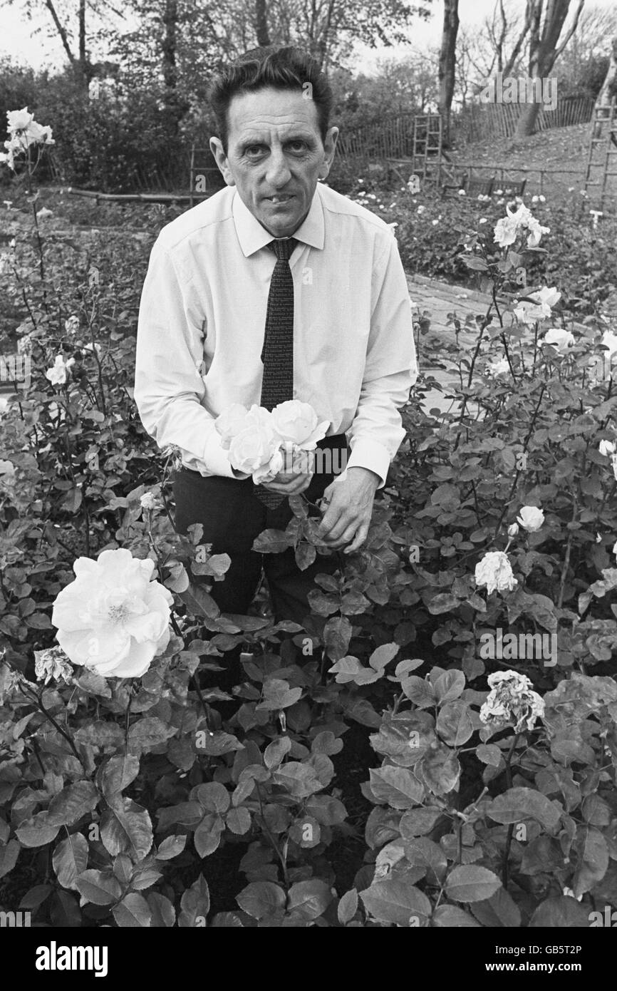 Notts County Manager Jimmy Sirrel mit seiner Rosensammlung in seinem Haus in Nottingham. Eine Gärtnerei im Dorf Widmerpool, Nottinghamshire, im Besitz von George de Ruiter hatte versprochen, eine Rose nach Notts County zu produzieren, wenn sie etwas in dieser Saison gewinnen würden. Das Unternehmen hatte bereits eine Rose für den Stadtrivalen Nottingham Forest produziert. Stockfoto
