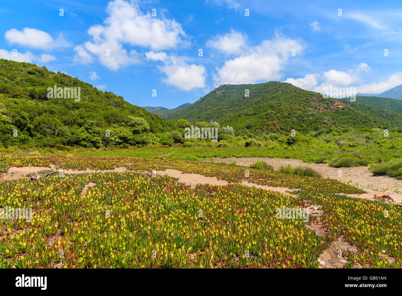 Wiese mit Blumen im Sommer Berglandschaft der Insel Korsika, Frankreich Stockfoto