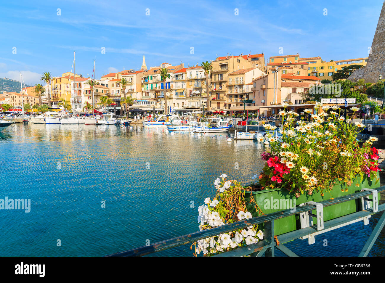 CALVI, Korsika - 29. Juni 2015: Blumen im Vordergrund mit Blick auf Hafen von Calvi mit bunten Häusern im Hintergrund. Diese Schlepptau Stockfoto