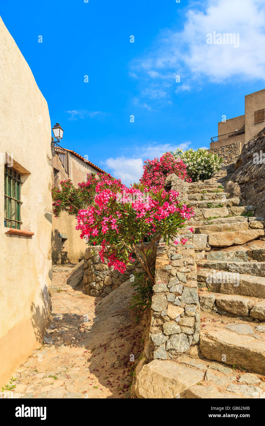 Alte Häuser dekoriert mit Blumen in schmalen Fuß Gasse in typisch korsischen Berge Dorf von Sant Antonino, Insel Korsika, Stockfoto