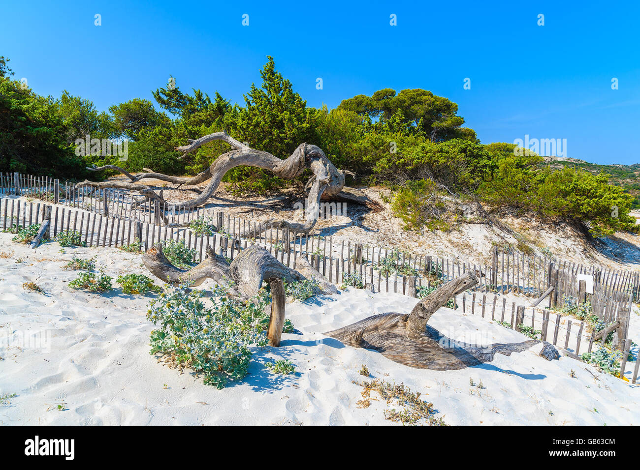 Trockene Baumstämme Saleccia Strand und Holzzaun, Korsika, Frankreich Stockfoto