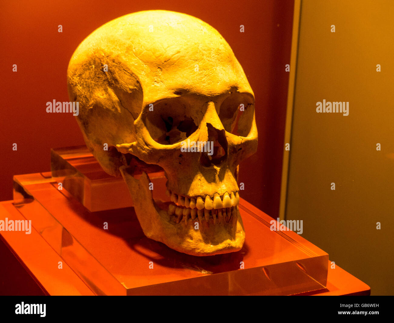 Schädel, dargestellt im Museum Sizilien, Italien Stockfoto