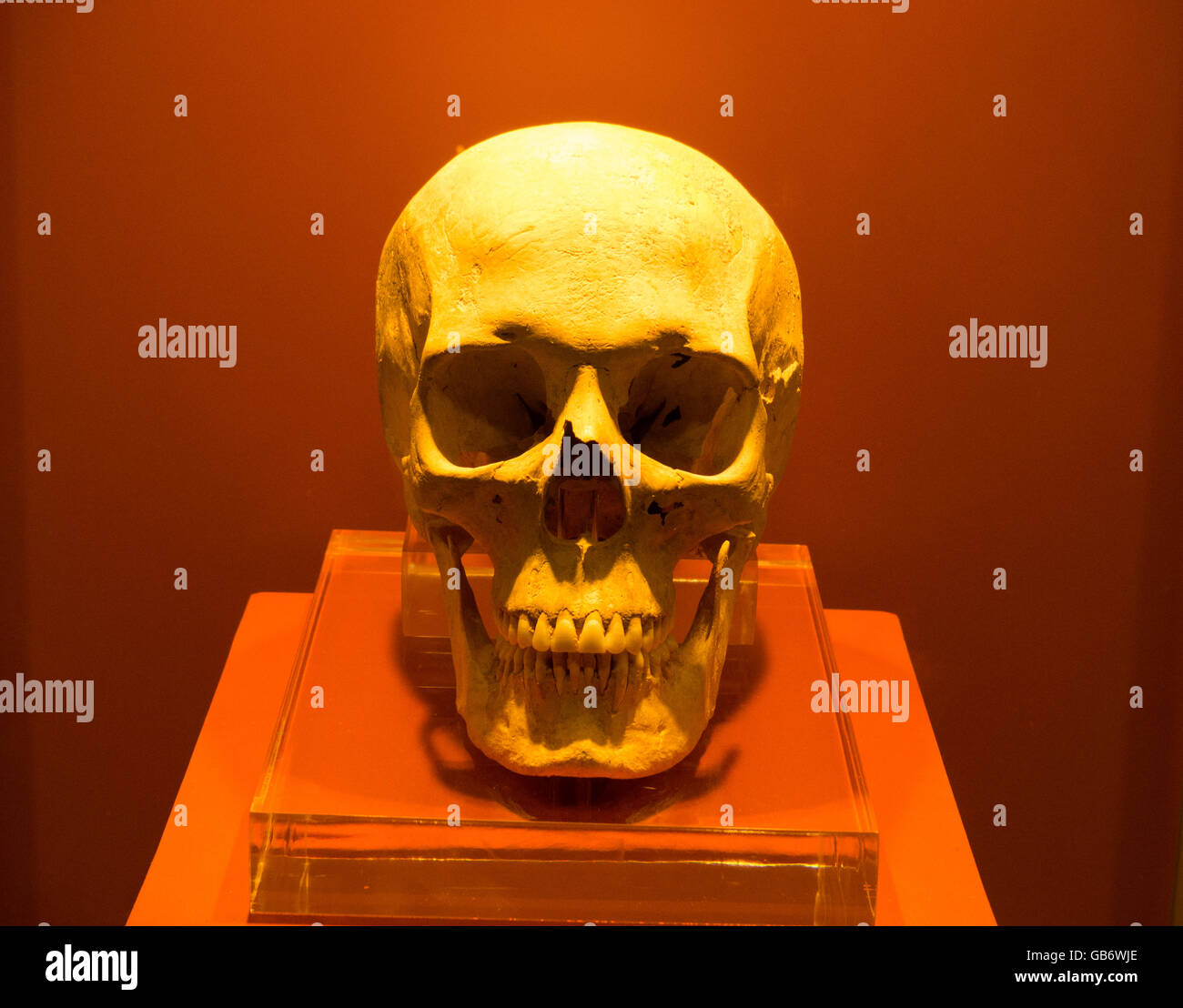 Schädel, dargestellt im Museum Sizilien, Italien Stockfoto