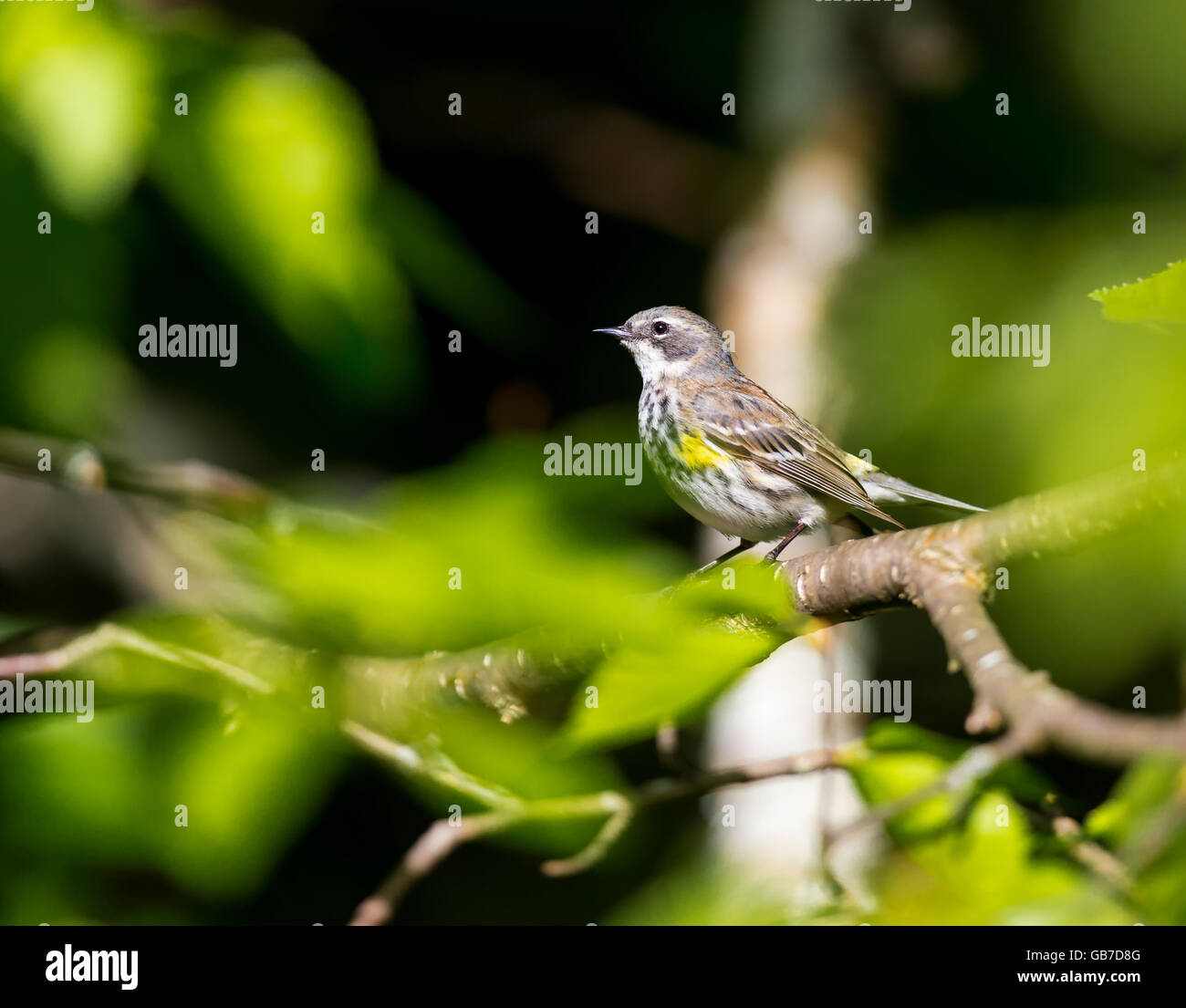 Gelb-Psephotus Grasmücken sind beeindruckend in der schieren Zahl, mit denen sie jeden Herbst den Kontinent überschwemmen. Stockfoto