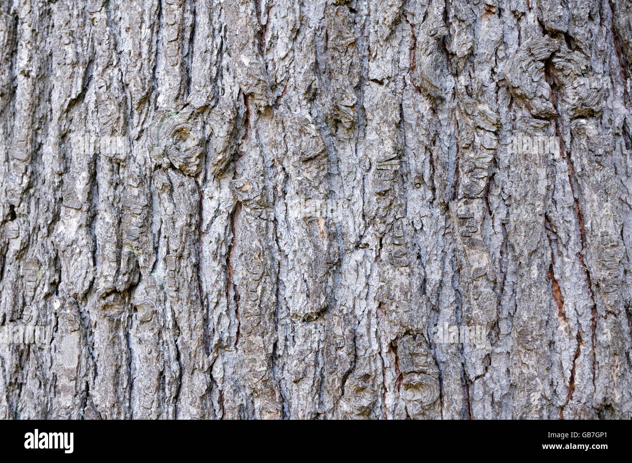 In der Nähe von Reifen Himalaya Zeder oder deodar Cedar Tree Bark, Vancouver, BC, Kanada Stockfoto