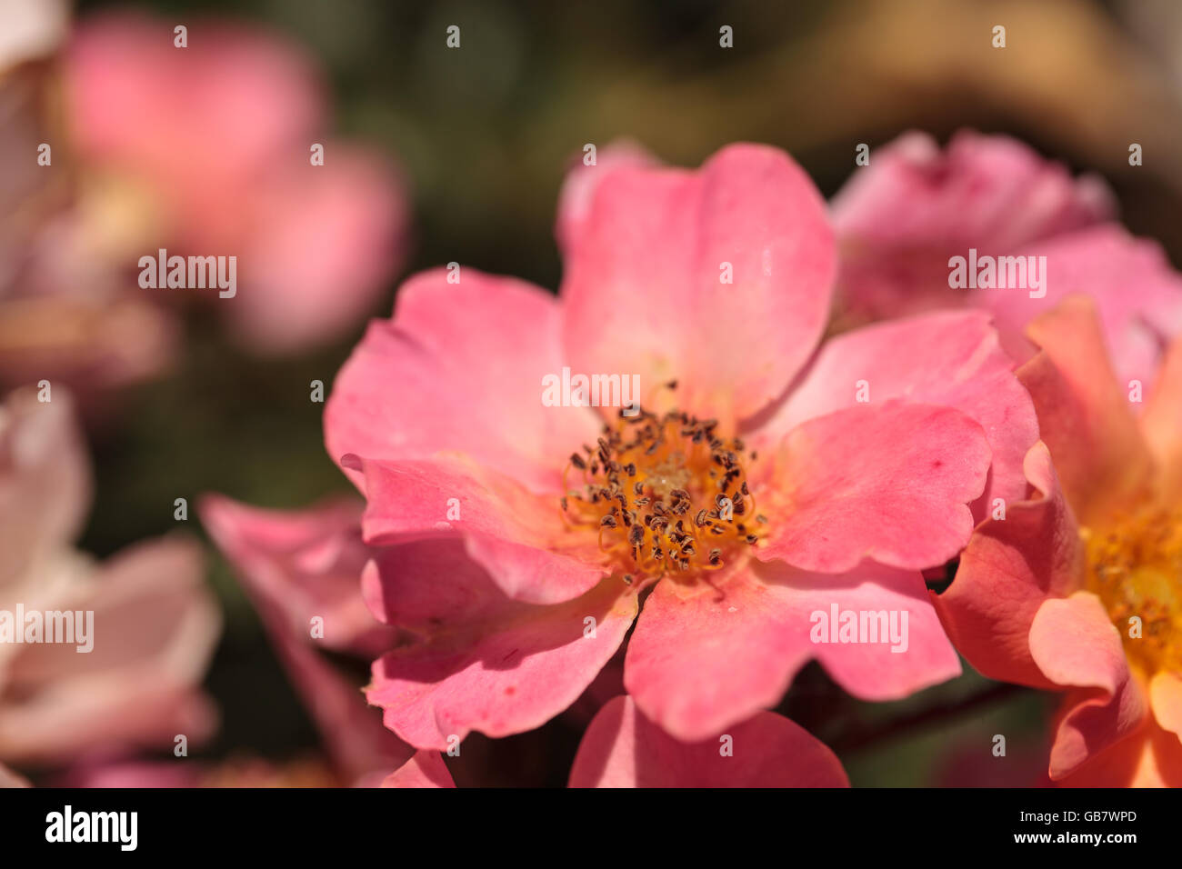 Glücklich Chappy rosa Aprikose Rose, Rosa, Blume blüht als Bodendecker in einem botanischen Garten im Sommer Stockfoto