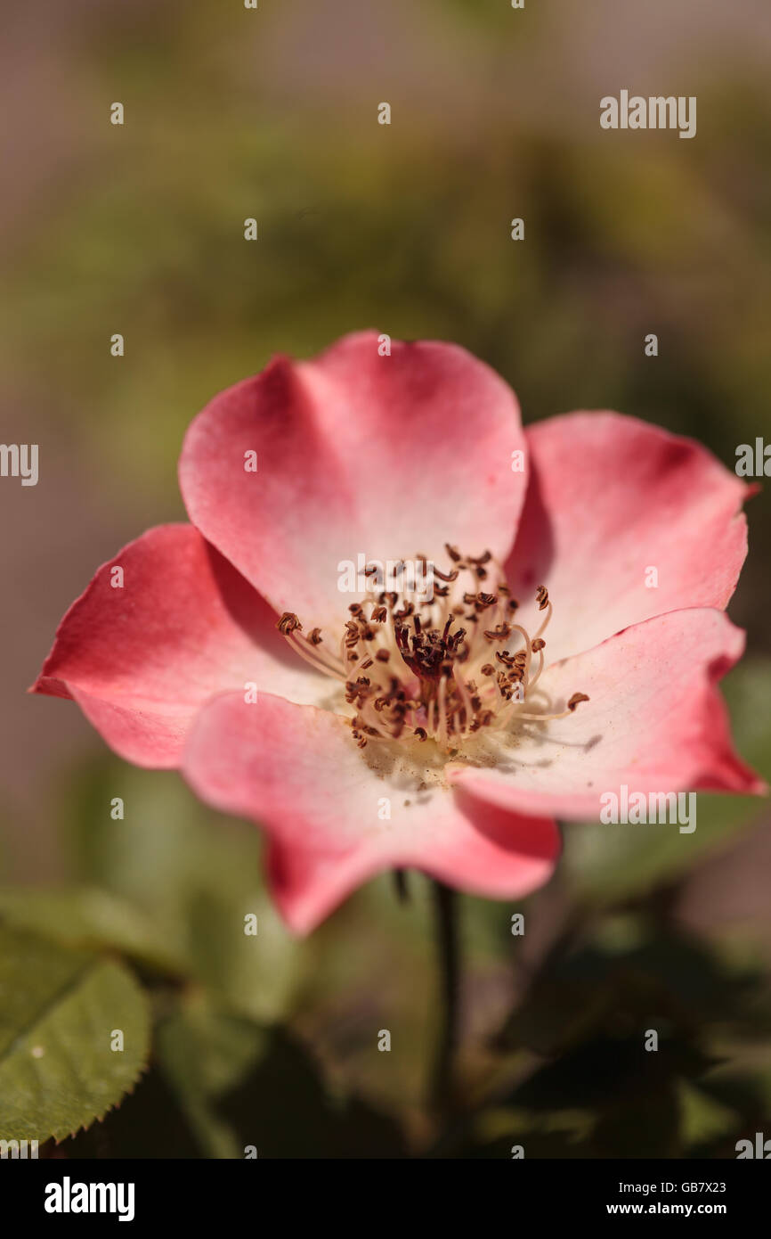 Glücklich Chappy rosa Aprikose Rose, Rosa, Blume blüht als Bodendecker in einem botanischen Garten im Sommer Stockfoto