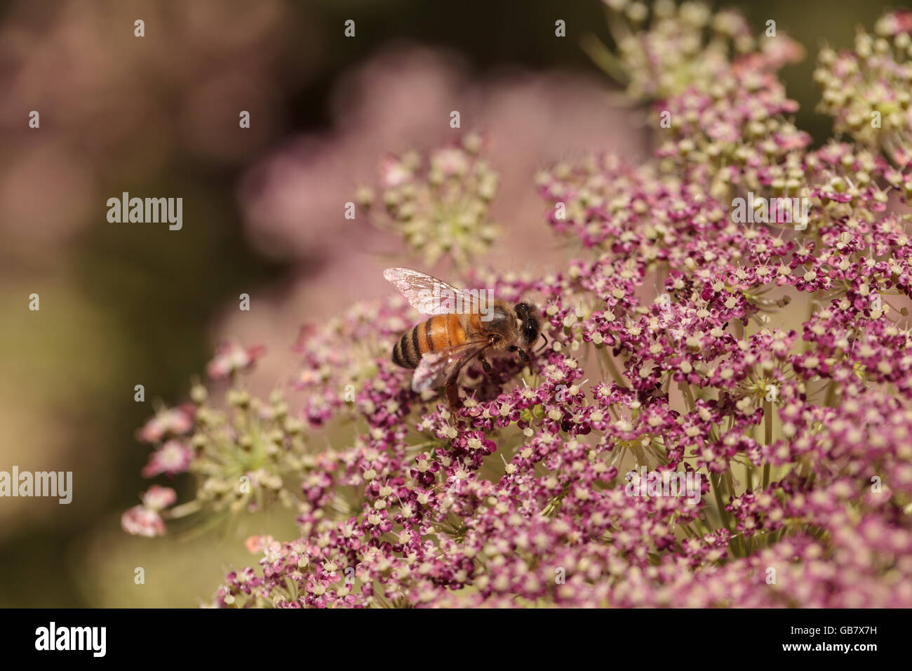 Honigbiene, Apis Mellifera, sammelt Pollen auf einer Blume im Frühling in Süd-Kalifornien, USA. Stockfoto