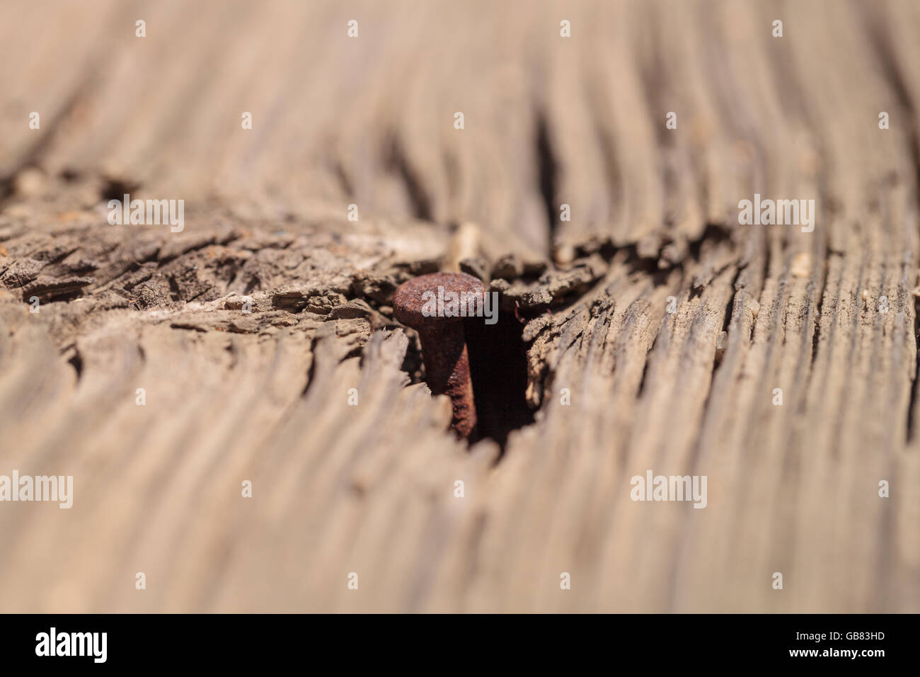 Makro Nahaufnahme von einem rostigen Nagel in notleidenden antikes Holz Stockfoto