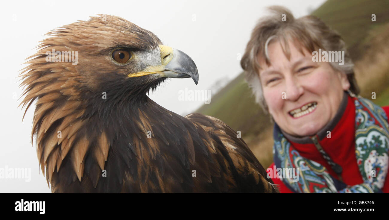 Annabel Goldie, die Vorsitzende der schottischen Konservativen, besuchte im Rahmen des Glenrothes-Nachwahlkampfs die Elite Falconry in der Nähe von Kirkcaldy. Stockfoto