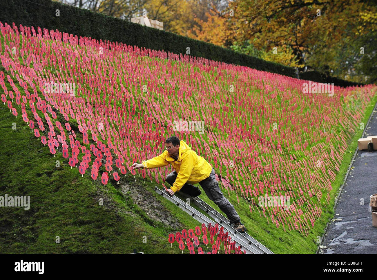 Ein Mohn-Feld, das von Teams der British Legion gepflanzt wurde, gibt den Grasbänken eines Feldes in der Region Flandern in der Nähe des Menin-Tores in Ypern, Belgien, Farbe. Stockfoto