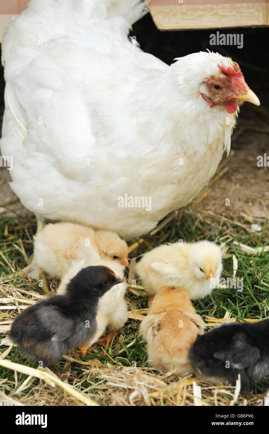 Junge Küken, mit ihrer Mutter Henne auf der Lower Shaw Farm, Swindon. Die Küken wurden sechs Monate früher geboren. Stockfoto