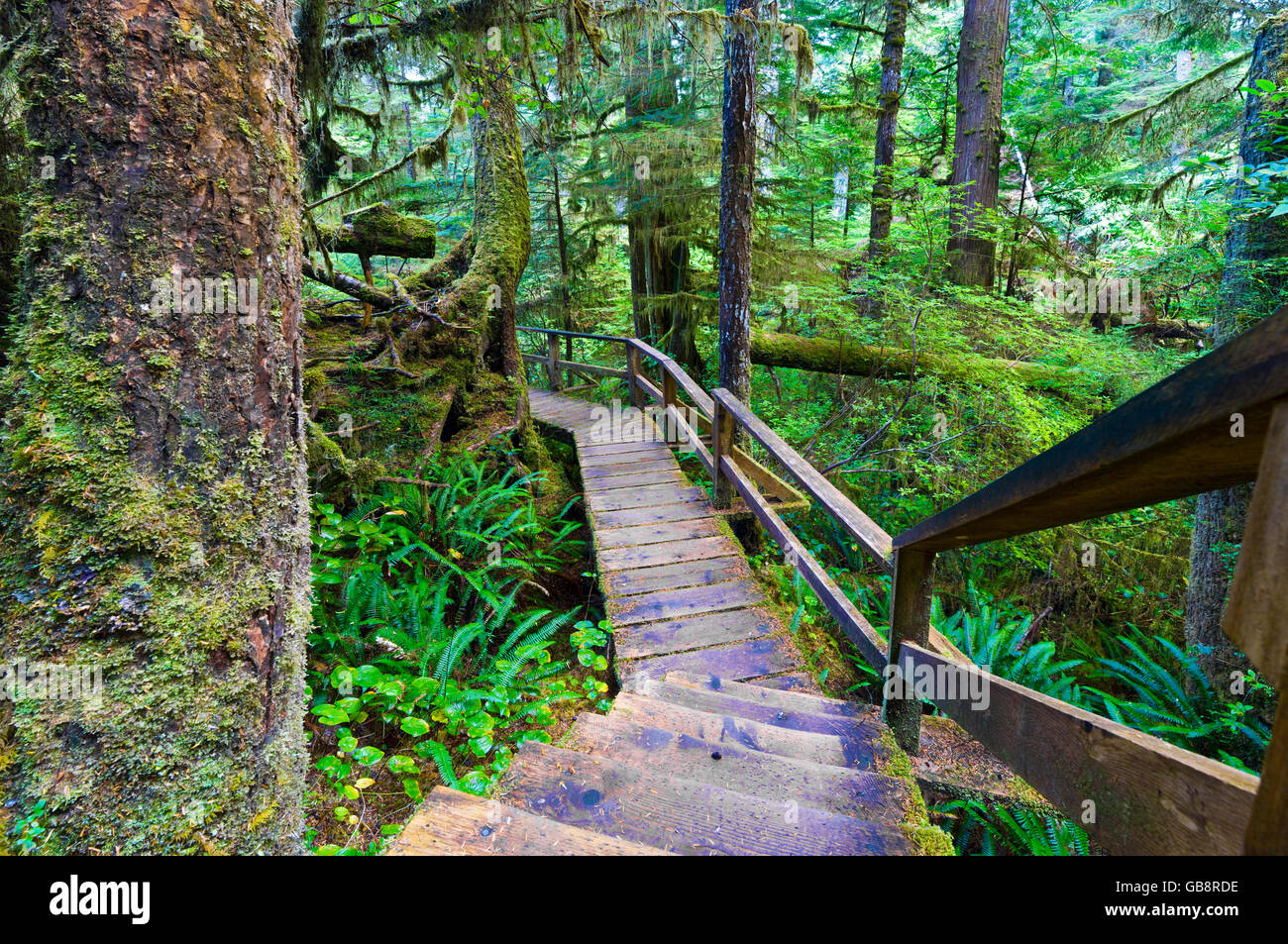 Holzsteg durch Regenwald im Pacific Rim National Park in der Nähe von Tofino, Vancouver Island, Kanada Stockfoto