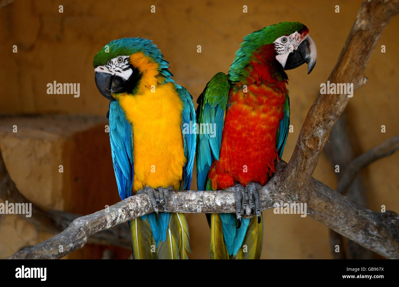 Ein Blauer und Goldener Ara (links) und ein Harlekin-Ara (rechts) in einem Safaripark in der Nähe von Nantes, Frankreich. Stockfoto