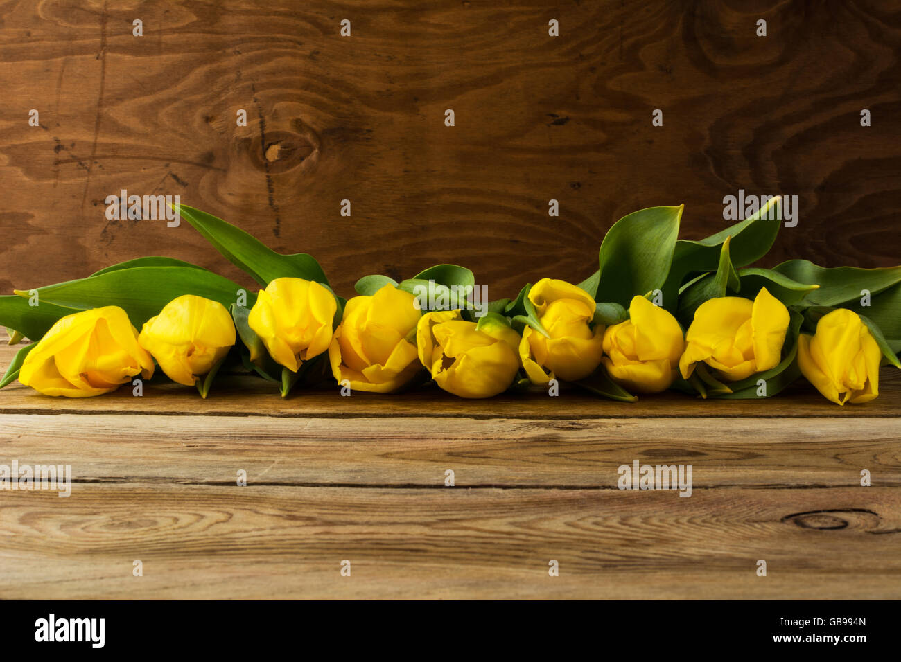 Gelbe Tulpen Zeile auf hölzernen Hintergrund, Textfreiraum. Frühling Blumen. Blumengrüße.  Blumen Postkarte Stockfoto