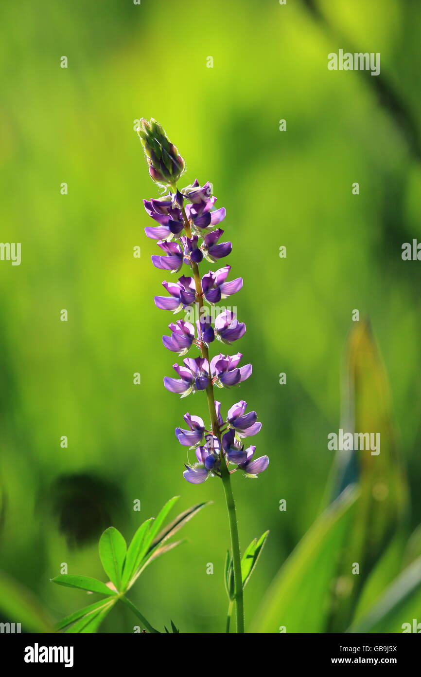 Lupine in voller Blüte Stockfoto