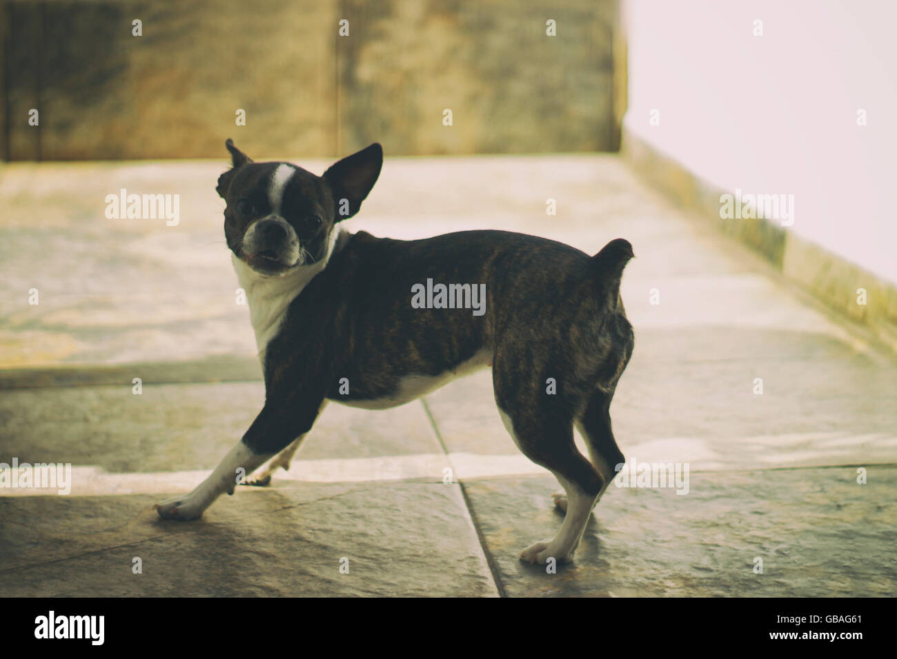 Foto von ein Boston Terrier Welpe Hund auf einem Mosaikboden Stockfoto