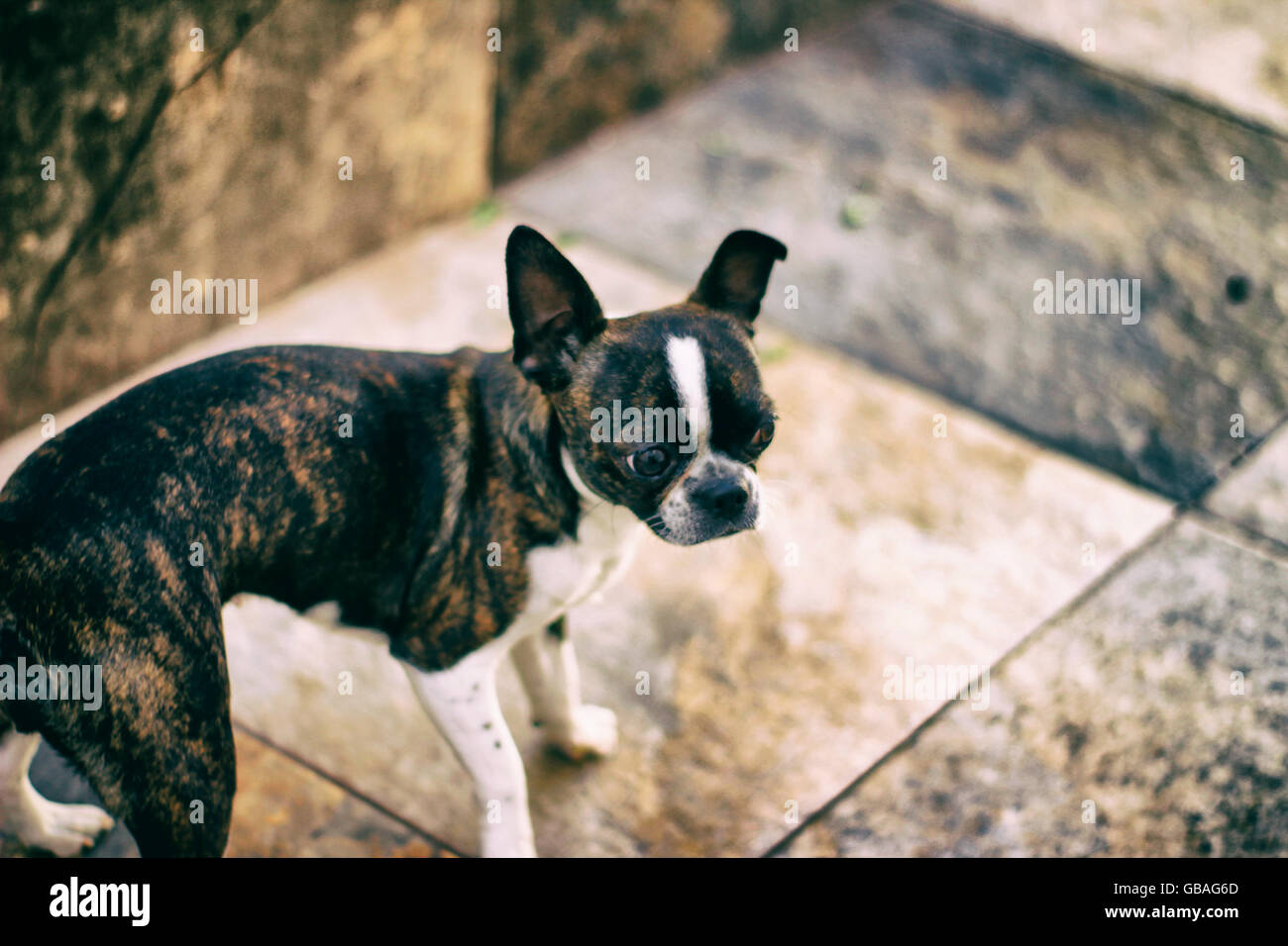 Foto von ein Boston Terrier Welpe Hund auf einem Mosaikboden Stockfoto
