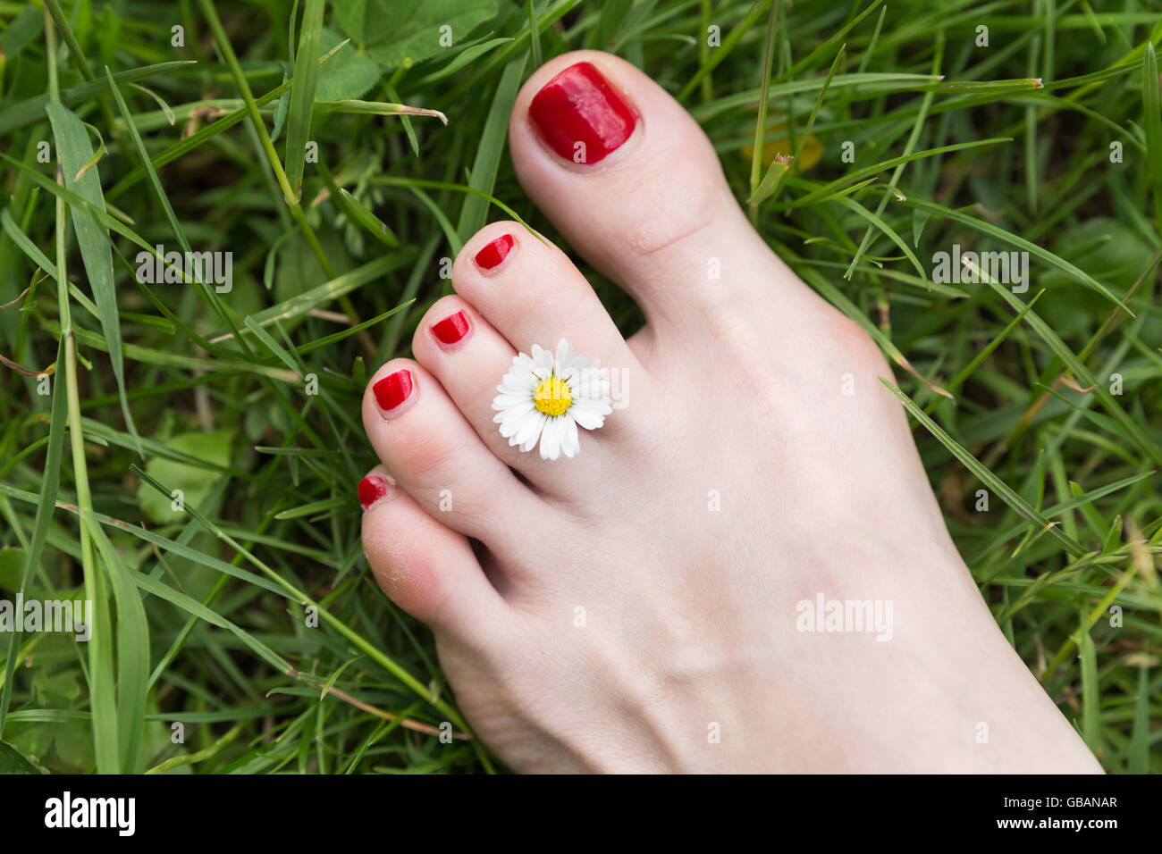 Zwischen die Zehen des weiblichen Fußes mit weißer Haut und roten Nagellack  auf eine grüne saftige Wiese statt, eine kleine weiße Margerite  Stockfotografie - Alamy