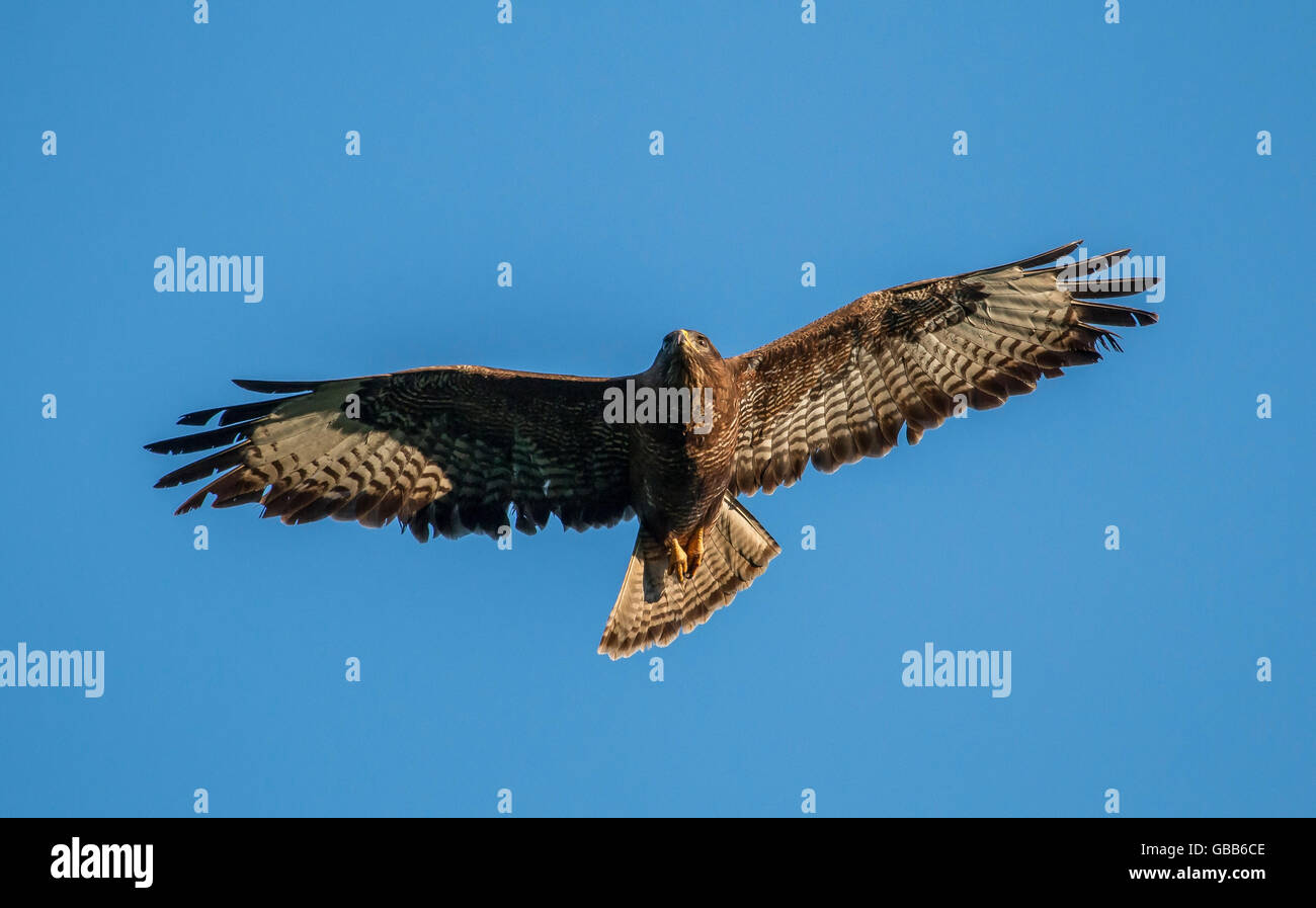 Mäusebussard im Flug Stockfoto