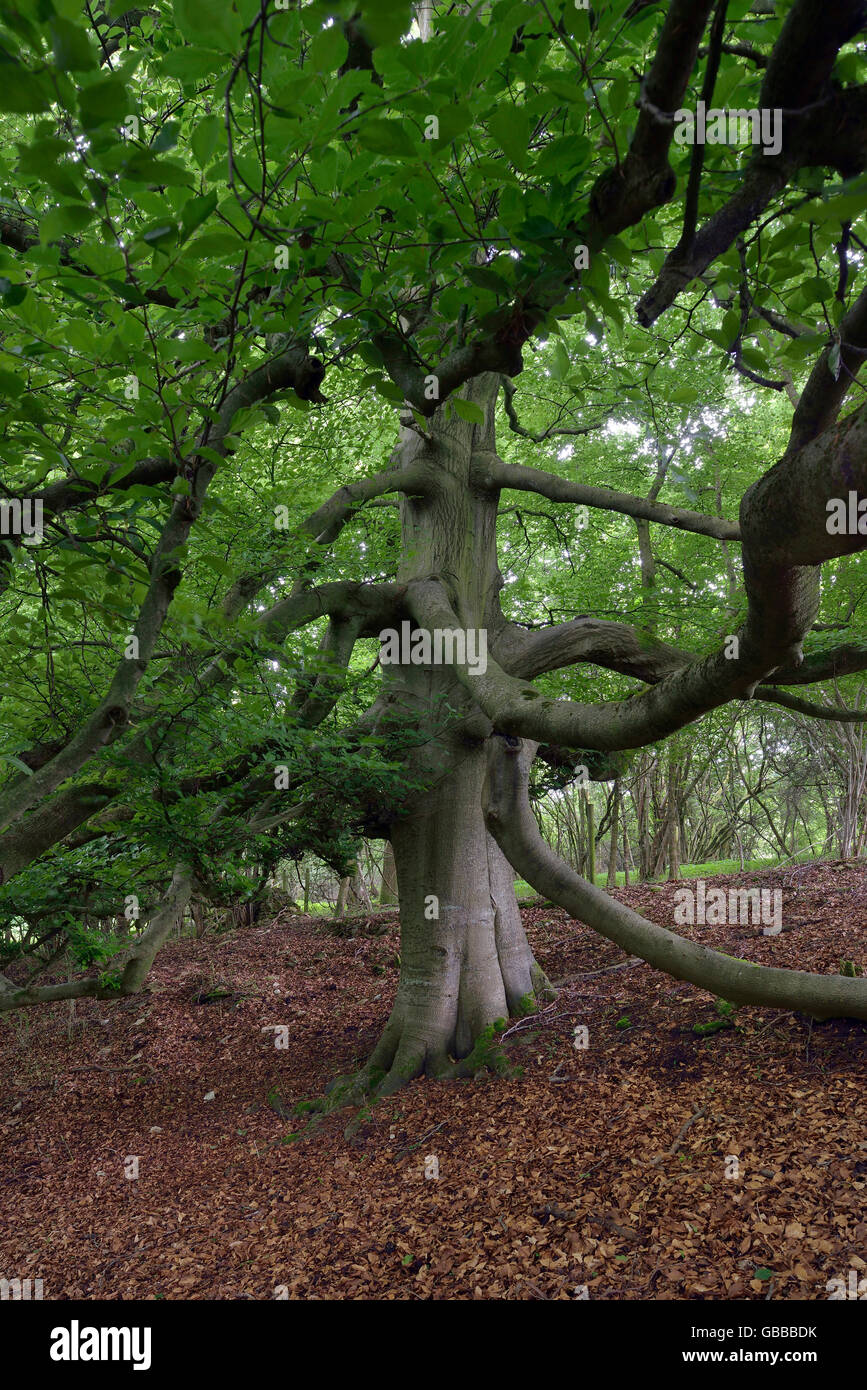 Alte Buche im Wald - Fagus sylvatica Stockfoto