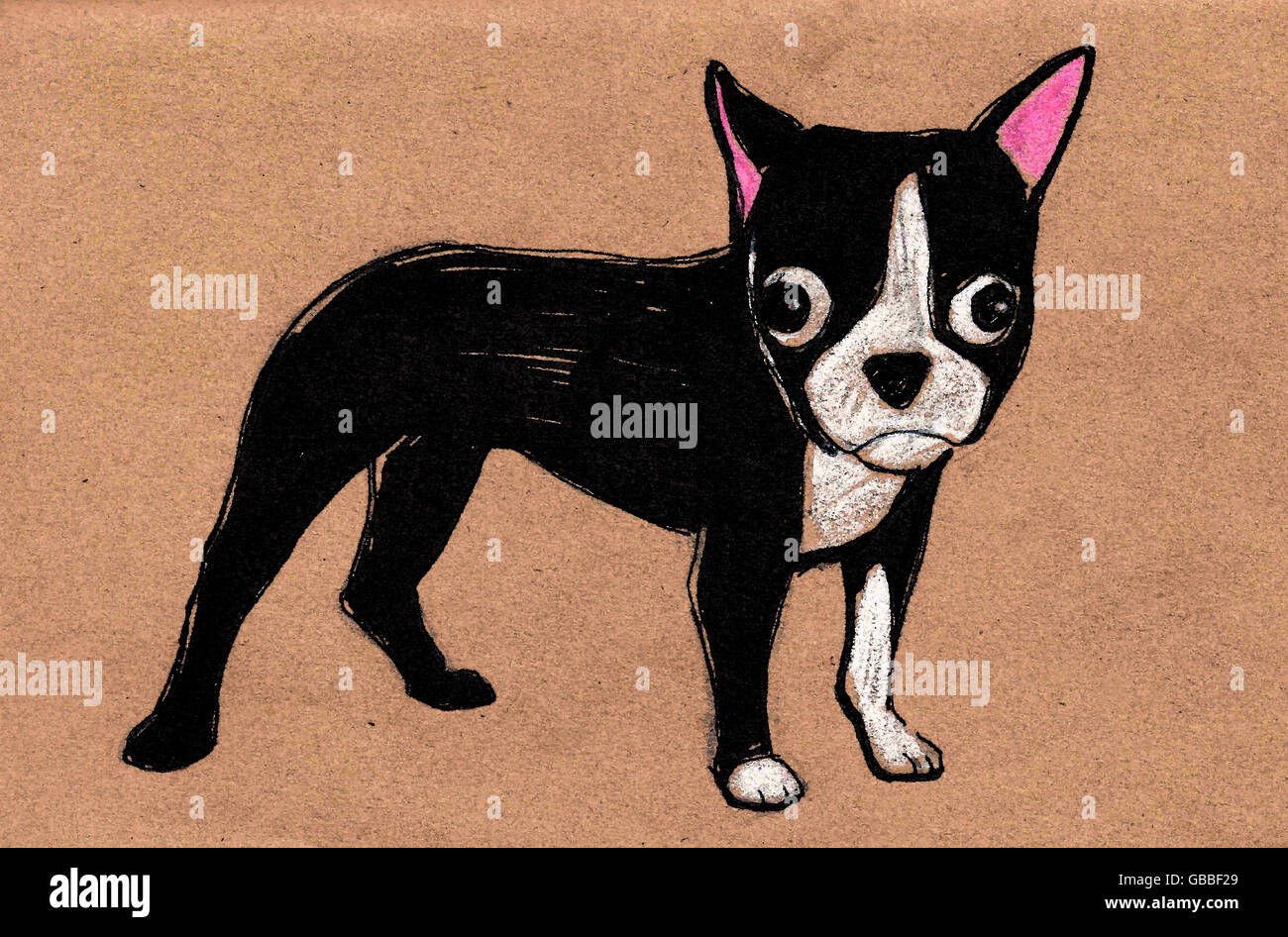 Handgezeichnete Illustrationen oder Zeichnung ein Boston Terrier Welpe Cartoon Hund Stockfoto