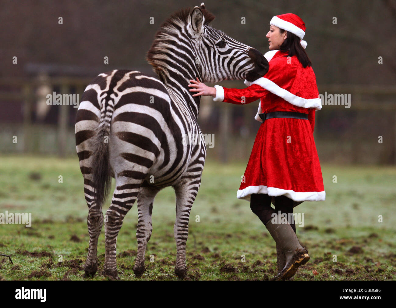 Tierpflegerin Carolyn Morrison, die als Santa verkleidet ist, füttert am Weihnachtstag die Zebras im Blair Drummond Safari Park. Stockfoto