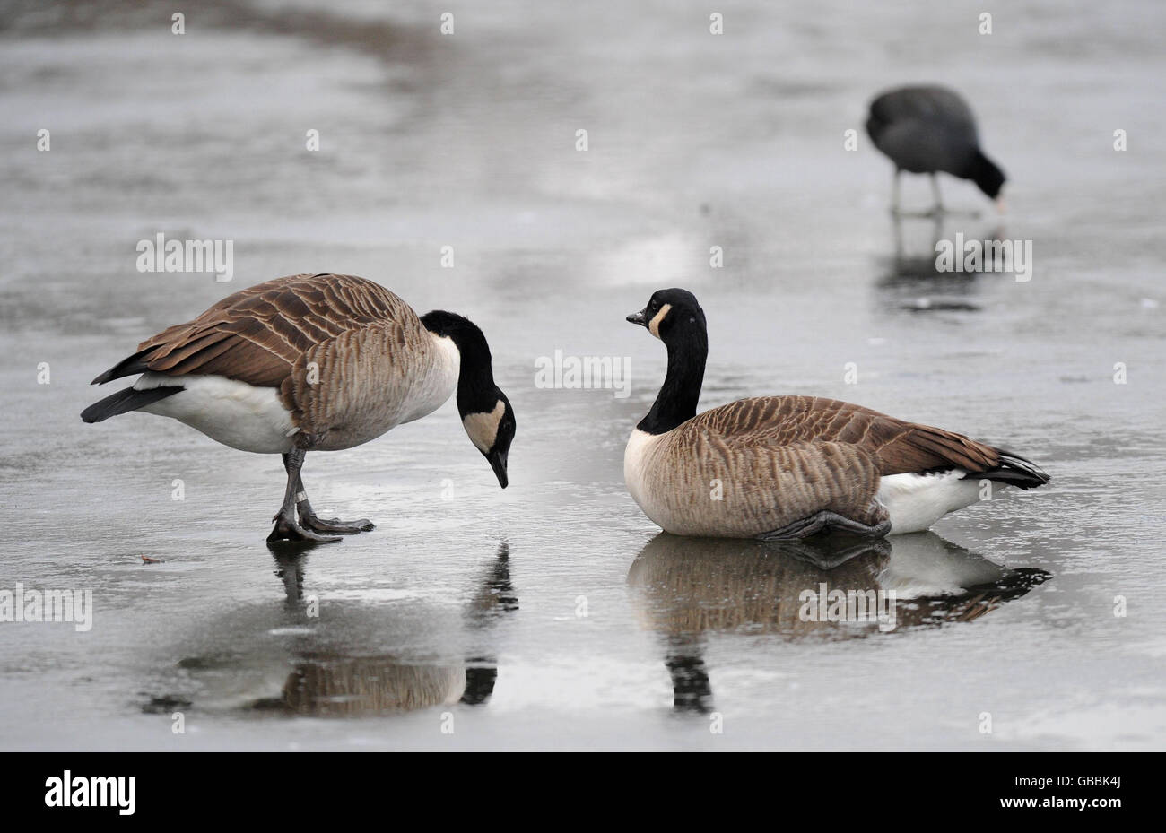Kanadagänse ernähren sich durch ein Loch im Eis an einem gefrorenen See im Londoner Regents Park. Stockfoto