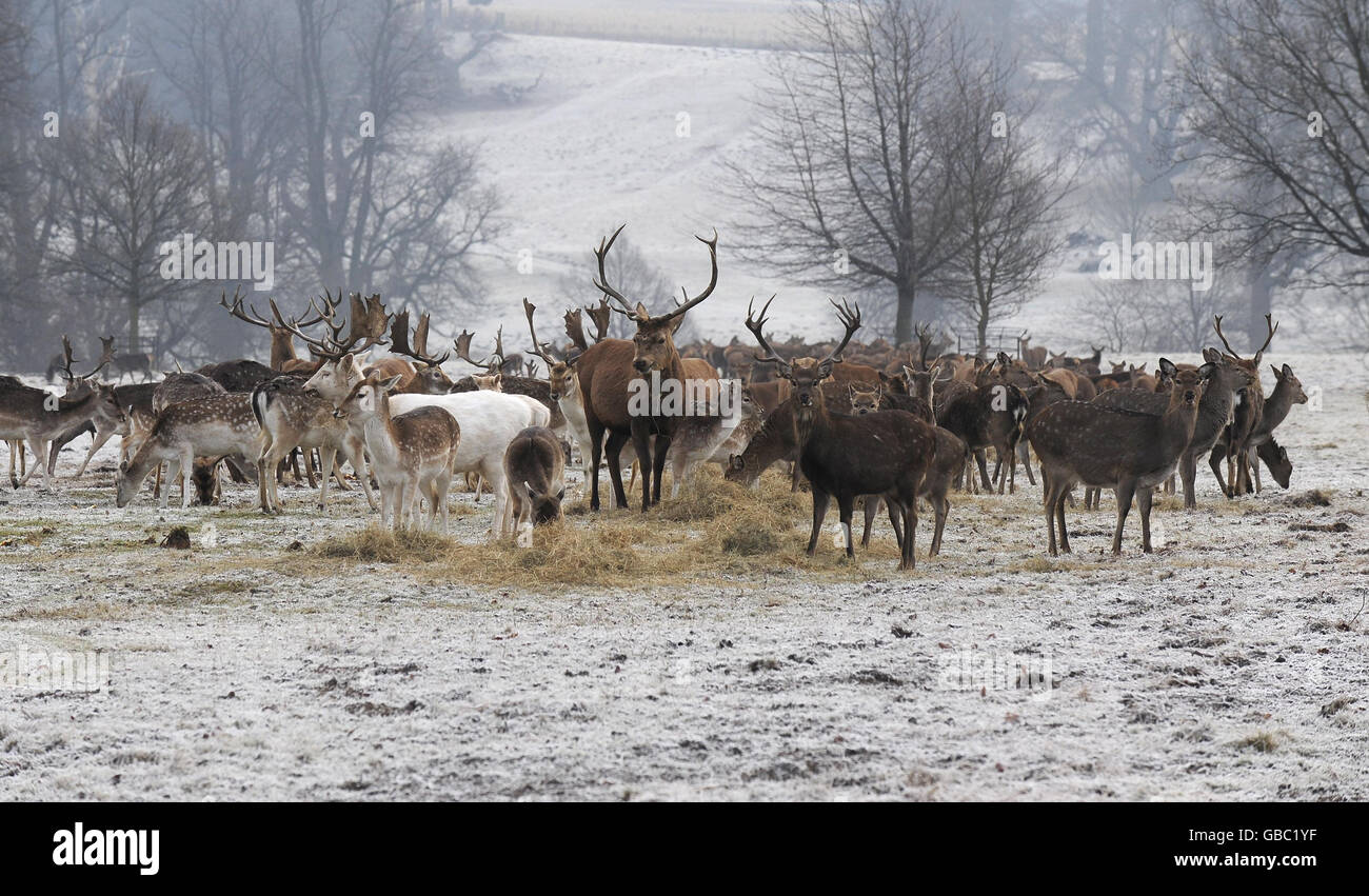 Kaltes Wetter Stockfoto