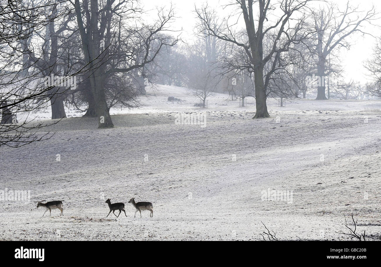 Hirsch gehen durch eine frostige Szene im Studley Royal in der Nähe von Ripon, während die Kälte weiter zieht. Stockfoto