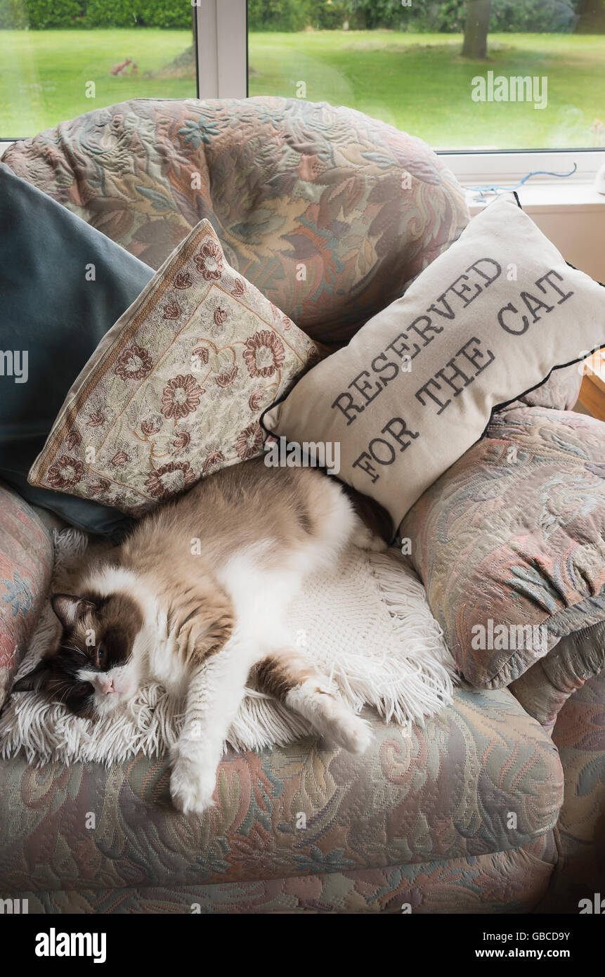 Eine Ragdoll Katze schlafend auf eine Armchoir für sie reserviert Stockfoto