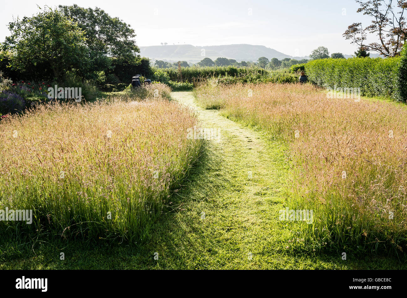 Pfad durch unmown Rasen Gras erlaubt zu wachsen und blühen vor dem Schneiden im späten Sommer gesehen bald nach Sonnenaufgang Stockfoto