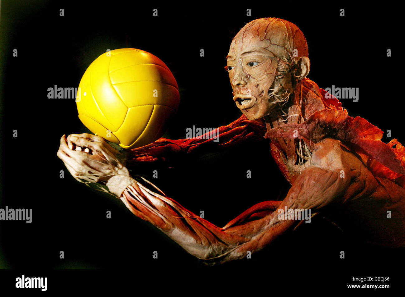 Eine Dissektion, die Teil der Körper ist die Ausstellung, die ihre Türen im Ambassador Theatre in Dublin geöffnet hat. Stockfoto