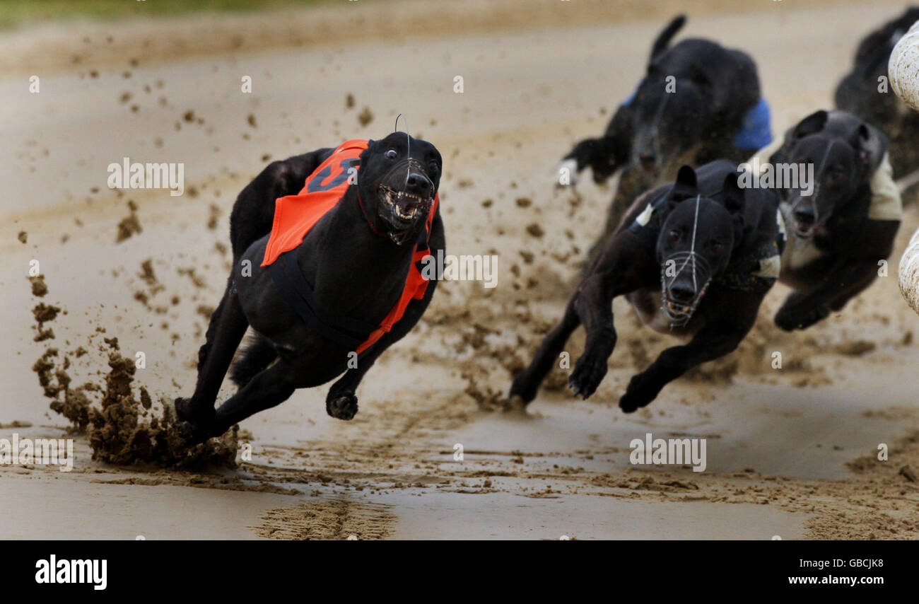 Greyhound Racing - Hall Green. Windhunde Rennen auf der Hall Green Track in Birmingham. Stockfoto